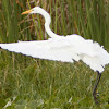 Great Egret