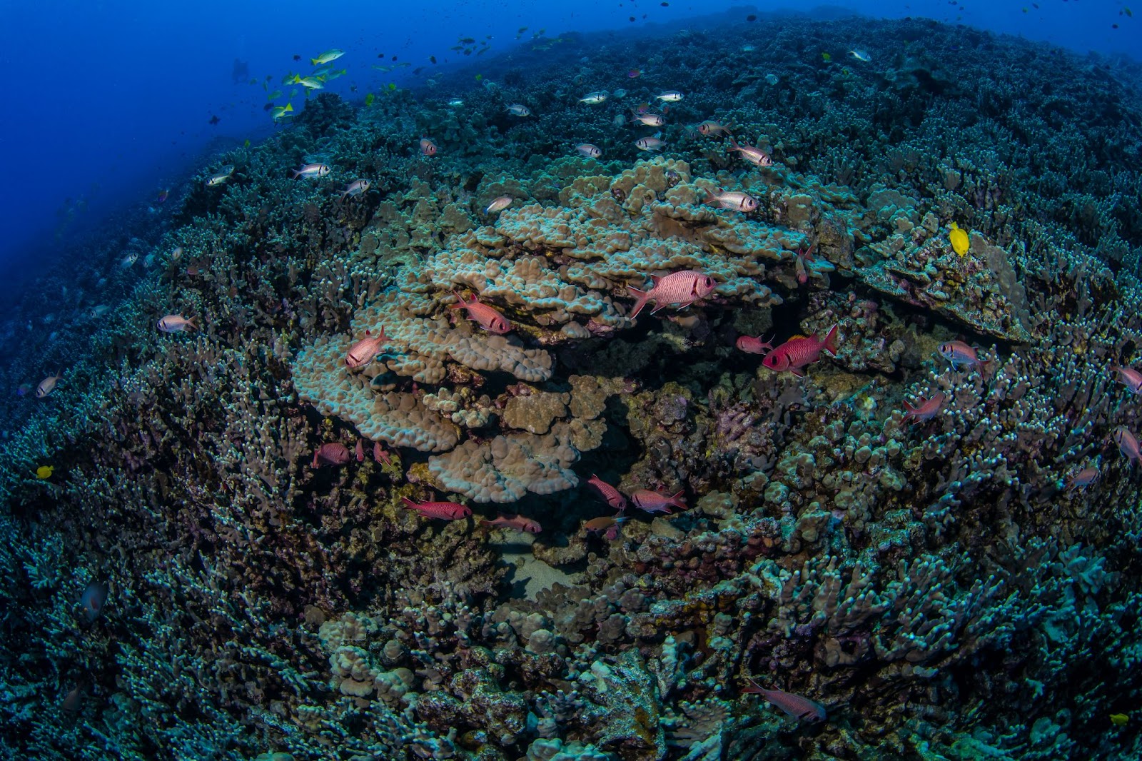 Un récif corallien à Hawai’i. Image: Kimberly Jeffries / Ocean Image Bank