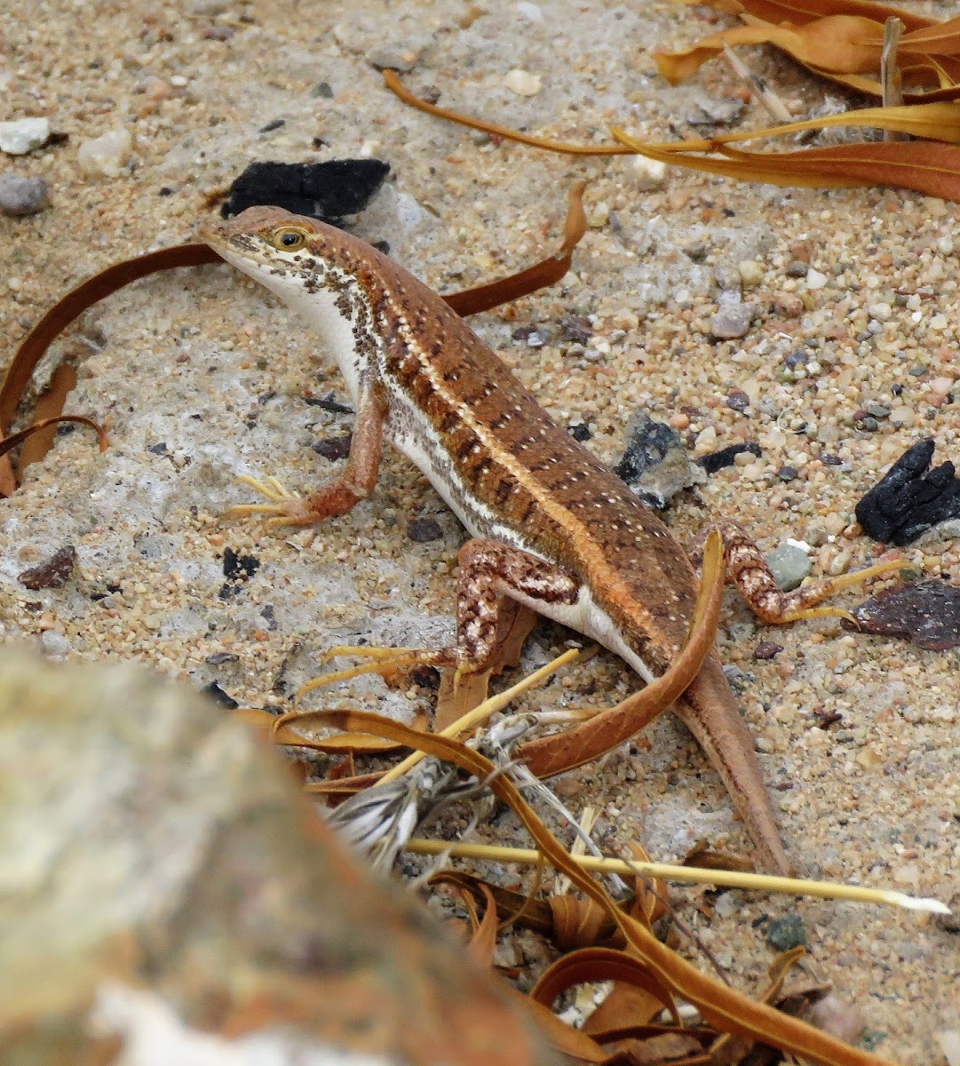 Wedge-snouted Skink