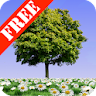 Summer Trees Free icon