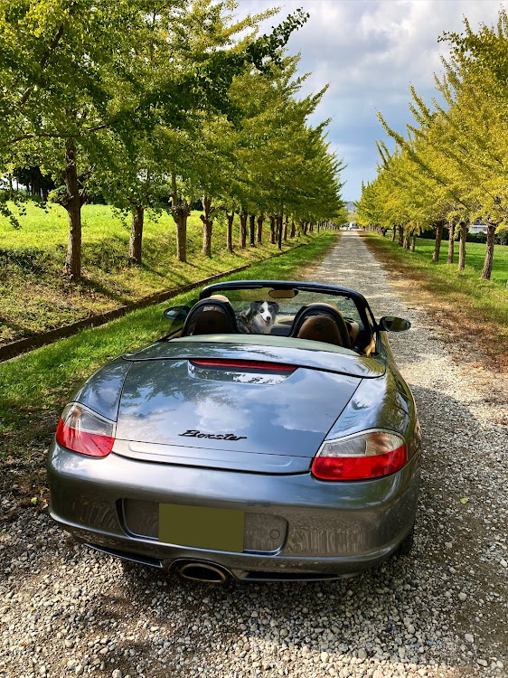 ボクスターのドライブ・オープンカーのある景色・イチョウ並木・紅葉に関するカスタム事例の投稿画像1枚目