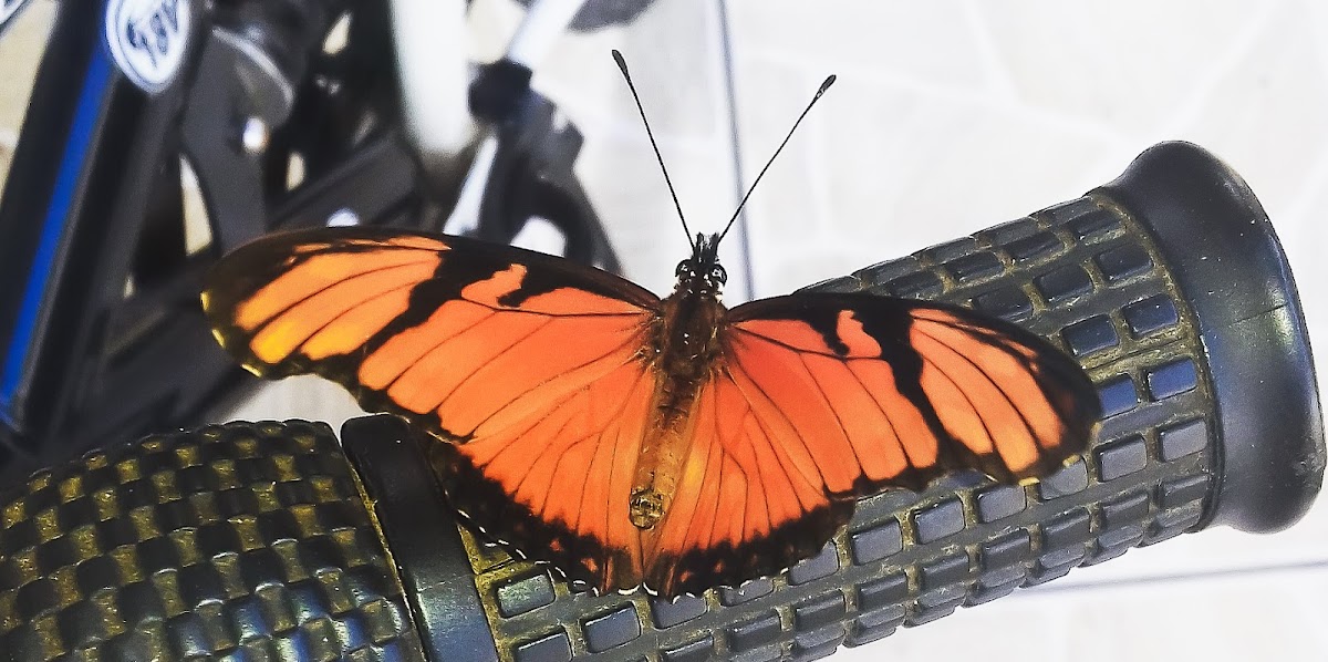 Juno Longwing / Borboleta-do-Maracujá