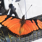 Juno Longwing / Borboleta-do-Maracujá