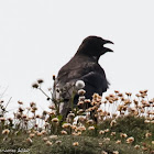 Carrion Crow