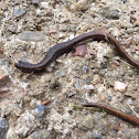 California Slender Salamander