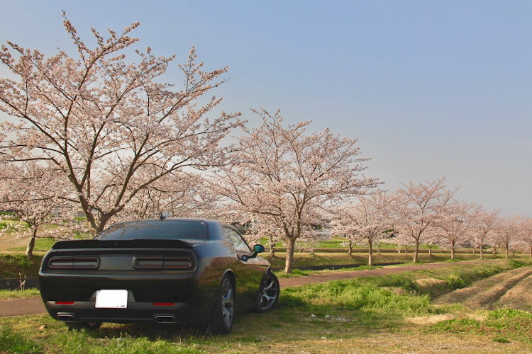 チャレンジャーのチャレンジャー・ドライブ・桜・アメ車に関するカスタム事例の投稿画像1枚目