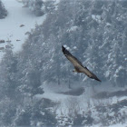 Eurasian Griffon