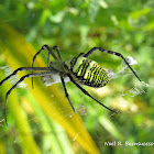 Signature Spider