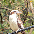 Laughing Kookaburra