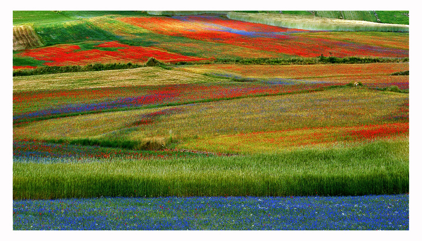 Astrattismo floreale di mariarosa-bc