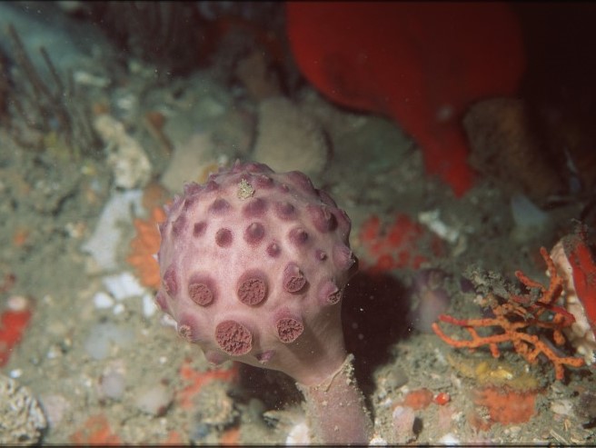 A latrunculid sponge, which is found in in-shore reefs around South Africa, may hold remedies for cancer and malaria.