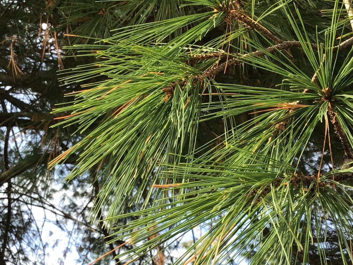 White pine tree