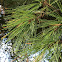 White pine tree