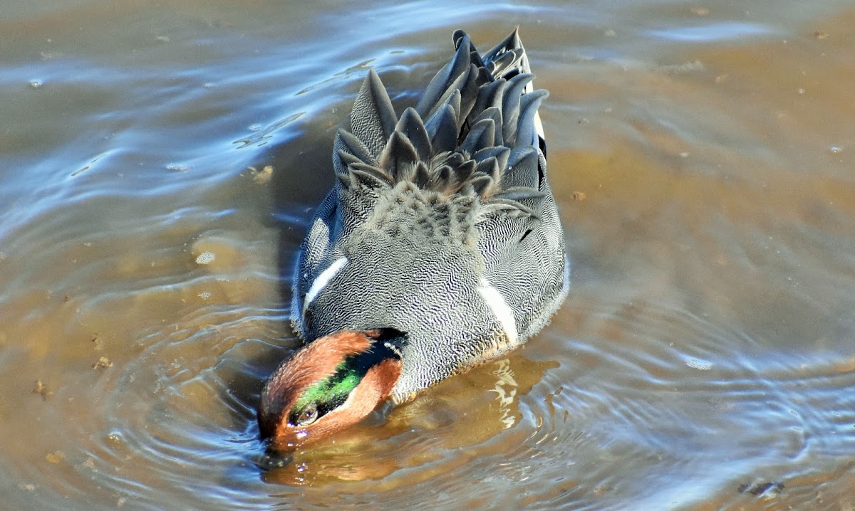 Green-winged Teal