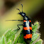 Orange Blister Beetle