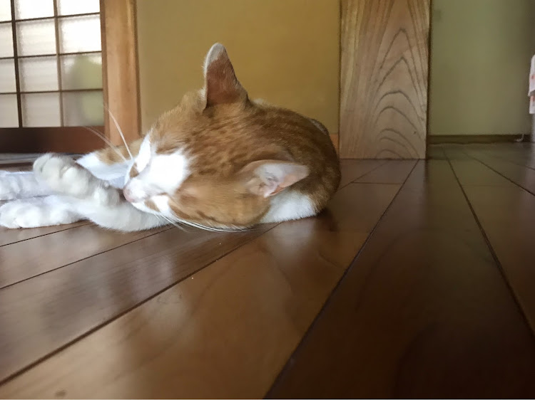 スカイラインクーペの愛猫に関するカスタム事例の投稿画像4枚目