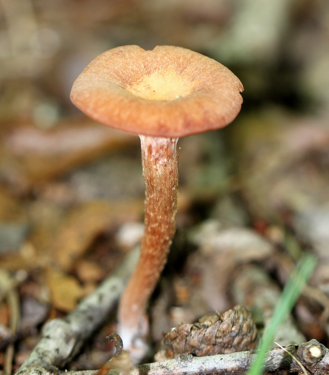 Laccaria Mushrooms