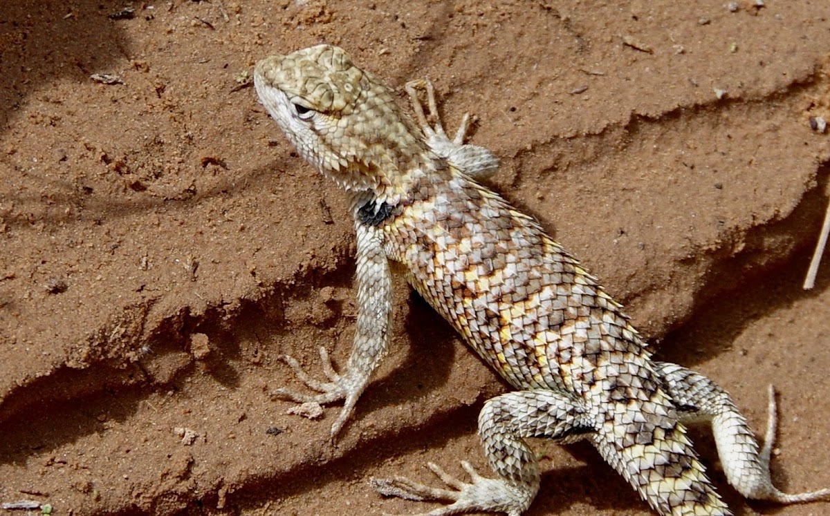 Desert Spiny Lizard