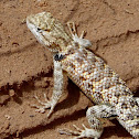 Desert Spiny Lizard