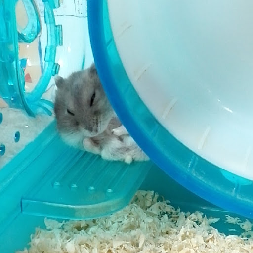 ハムは