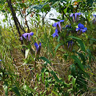 Downy Gentian