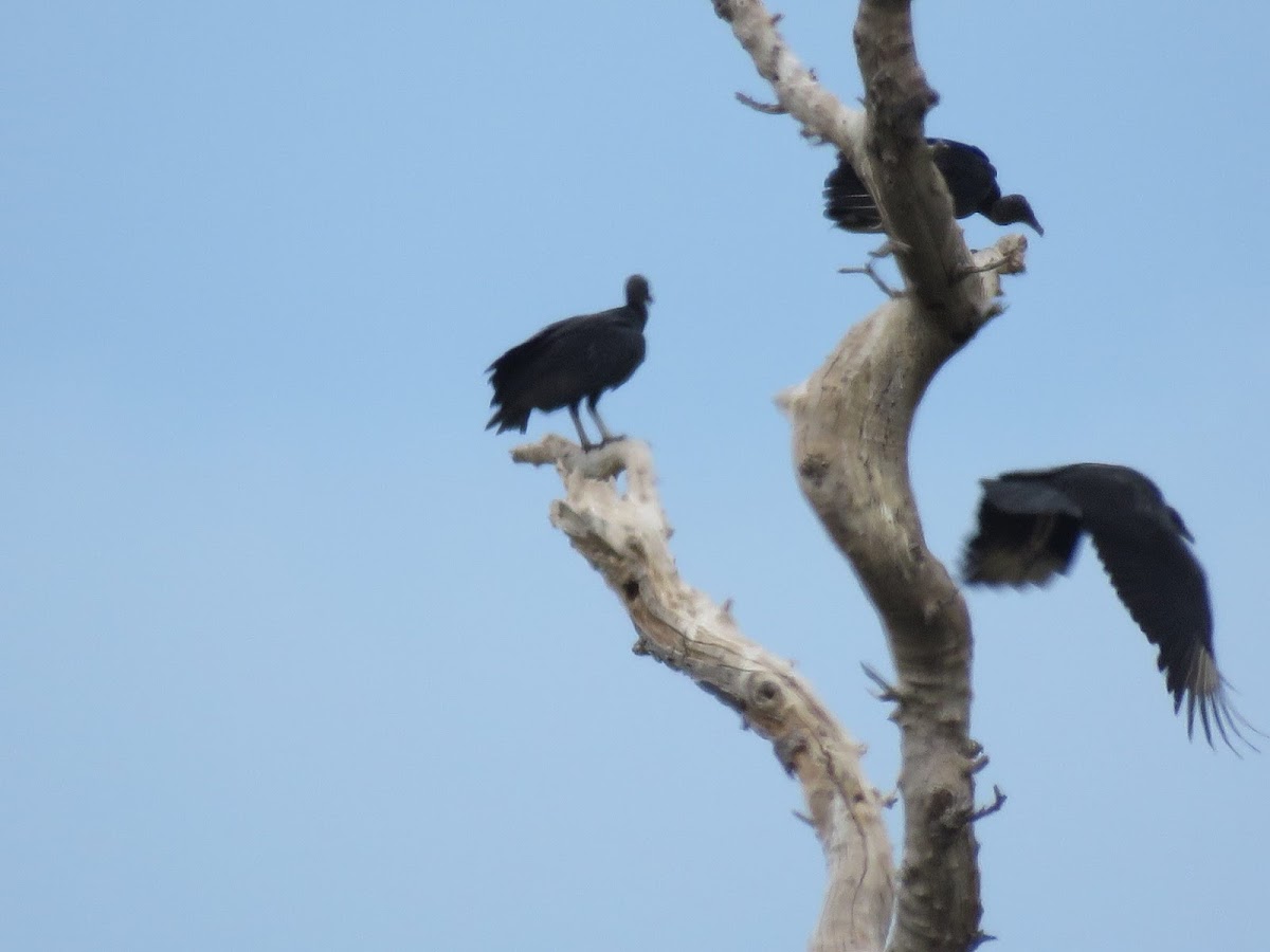 American Black Vultures