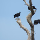 American Black Vultures