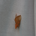 White-dotted prominent