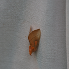 White-dotted prominent