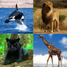 Guess The Animal icon