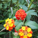 Lantana