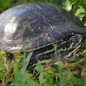 Florida Cooter