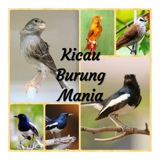 Masteran Burung Anis Kembang Gacor MP3