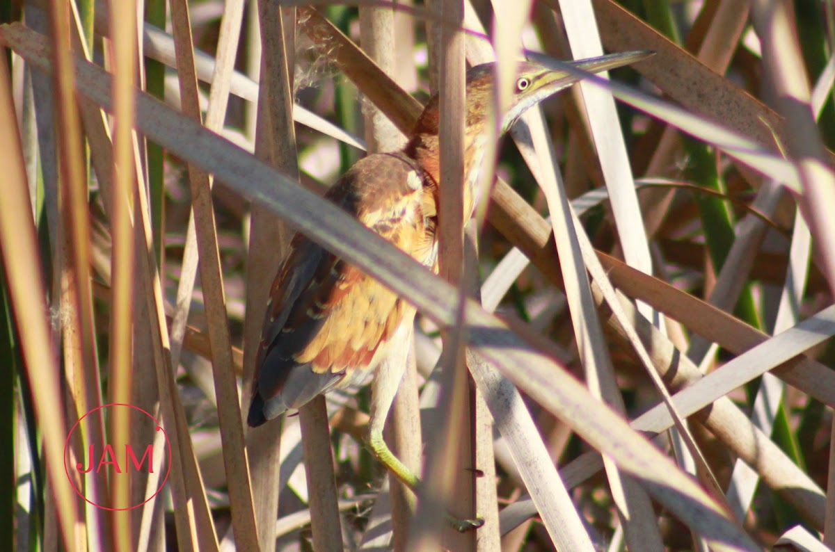 Least Bittern