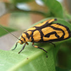 Xanthetis (lichen moth)