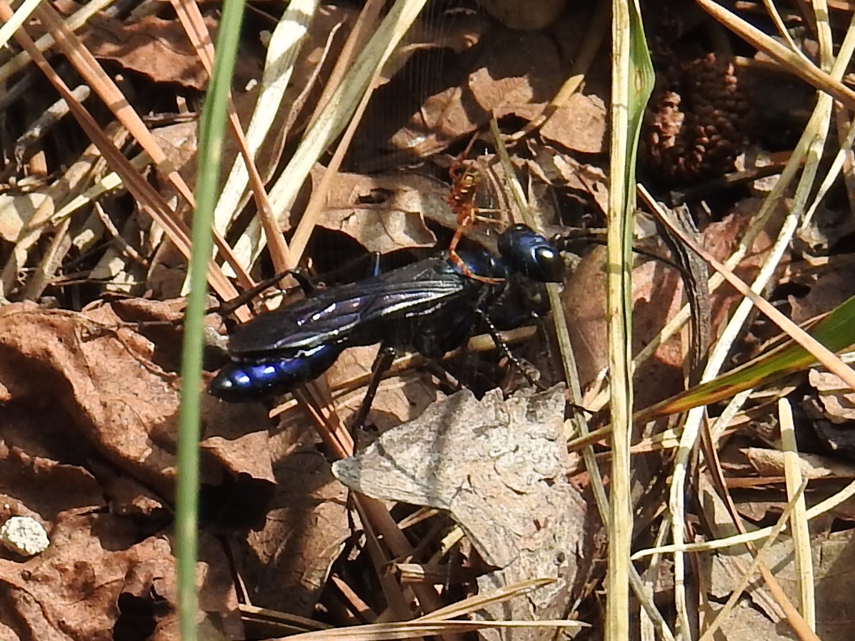 Steel-Blue Cricket Hunter