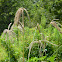 Windmill Grass