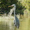 Western Reef Egret