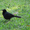 Melodious blackbird