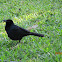 Melodious blackbird