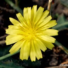 Oriental False Hawkweed