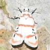 Lichen Moth