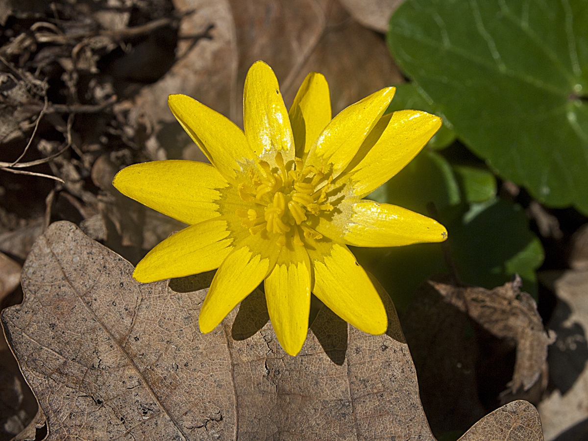 Lesser celandine