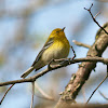 Pine Warbler