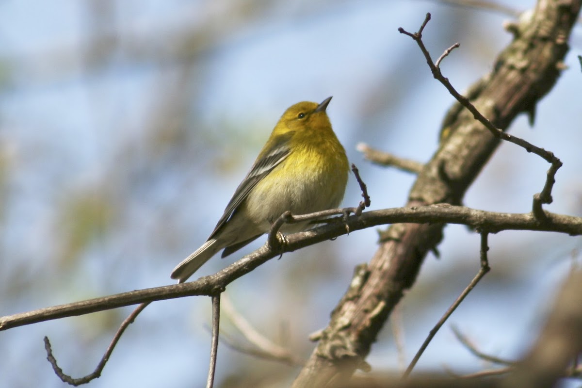 Pine Warbler