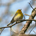 Pine Warbler