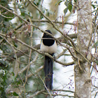 Magpie