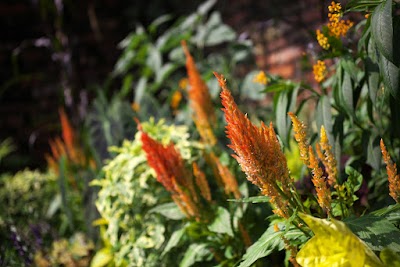 デンパーク 秘密の花園