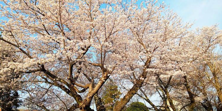 バモスホビオの桜とコラボ🌸・寄らば大樹の陰🌸🚙💨😄に関するカスタム事例の投稿画像3枚目