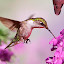 Hummingbird Pop HD Animals New Tabs Theme